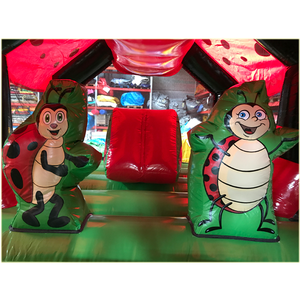 Insect Coccinelle