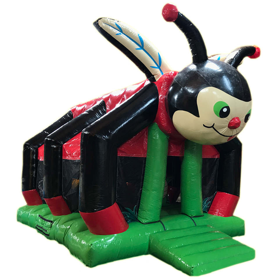 Insect Coccinelle